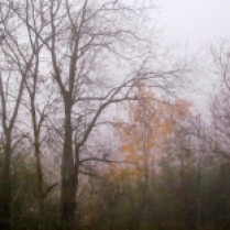 misty fall morning